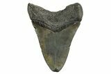 Fossil Megalodon Tooth - South Carolina #321316-1